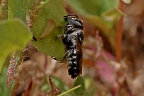Megachile apicalis